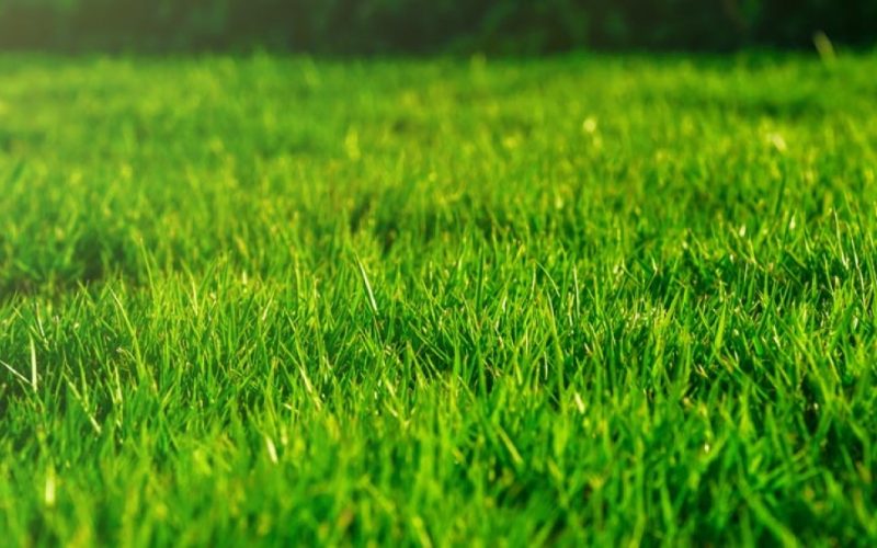 Dethatch & Aerate Dethatch & Aerate
