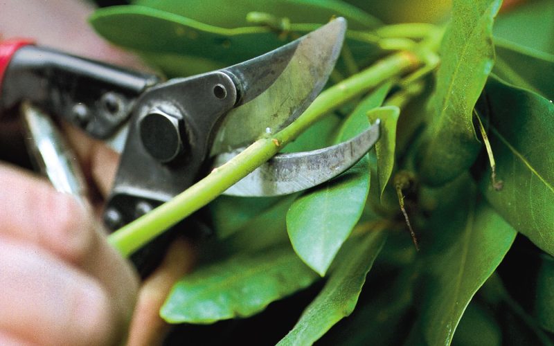 Planting, Pruning, Trimming Planting, Pruning, Trimming