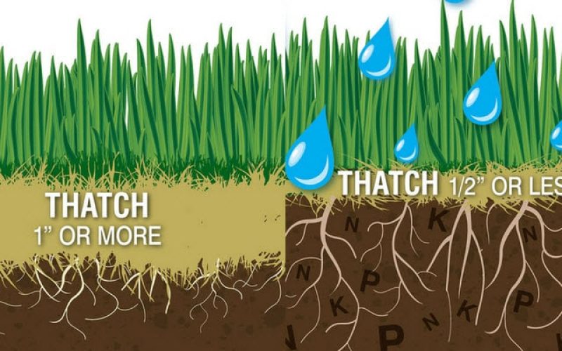 Thatching & Aerating Thatching & Aerating